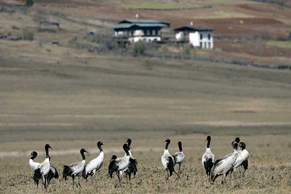 Phobjikha Valley