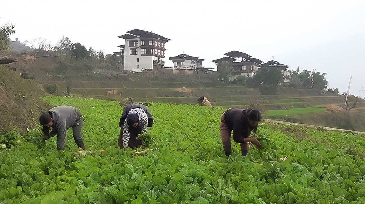Thriving Organic Farming in Bjaphu Chiwog, Wangdue Phodrang